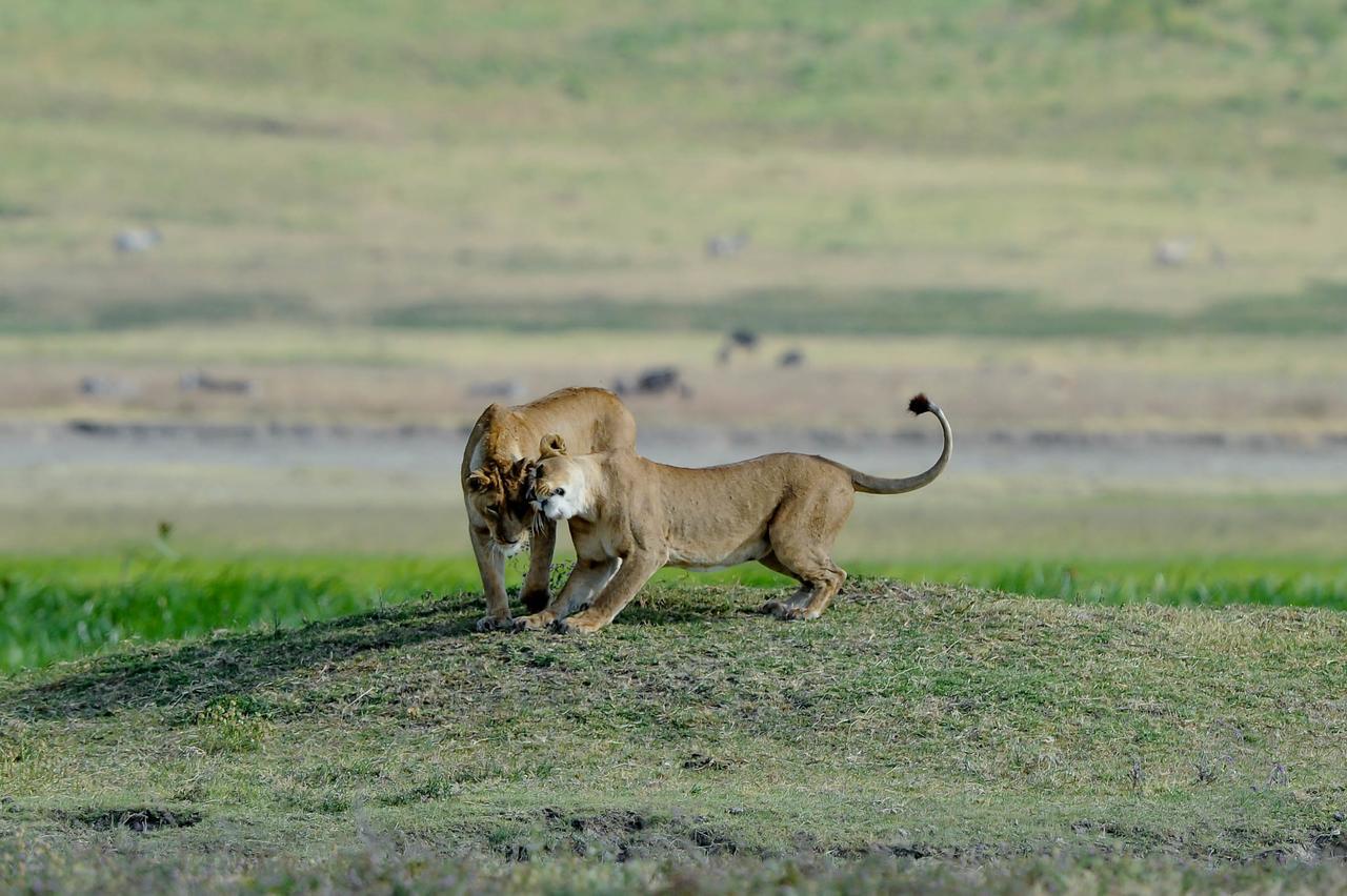 Ngorongoro Serena Safari Lodge Bagian luar foto